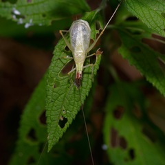 Oecanthus varicornis