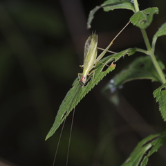 Oecanthus varicornis