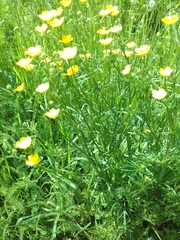 Ranunculus acris