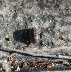Armadillidium vulgare