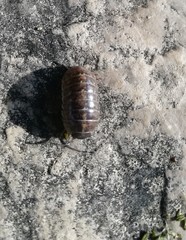 Armadillidium vulgare