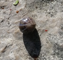 Armadillidium vulgare
