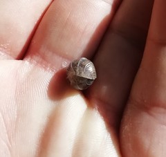 Armadillidium vulgare