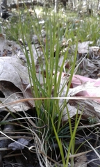 Carex pensylvanica