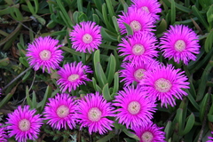 Carpobrotus mellei