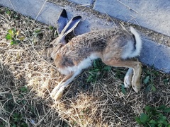 Lepus granatensis