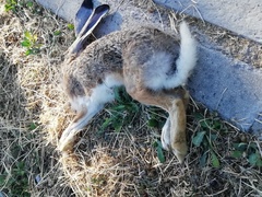 Lepus granatensis