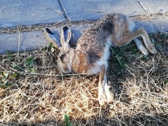 Lepus granatensis
