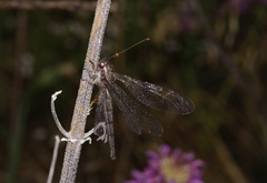 Ascaloptynx appendiculata