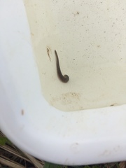 Haemopidae