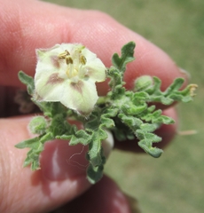 Chamaesaracha coniodes