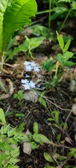 Myosotis