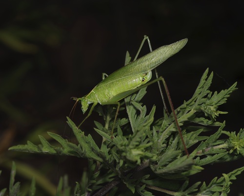 Texas Bush Katydid photo 5