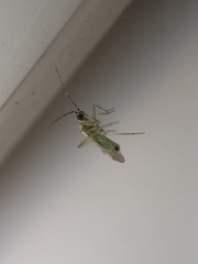 Engytatus modestus