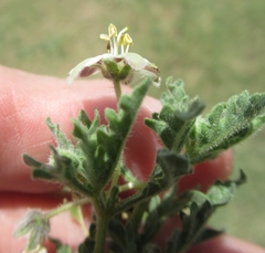 Chamaesaracha coniodes