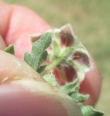 Chamaesaracha coniodes