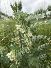 Vicia pannonica