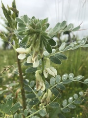 Vicia pannonica