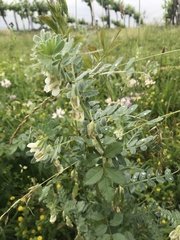 Vicia pannonica