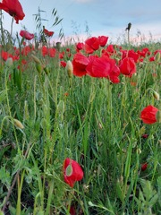 Papaver rhoeas