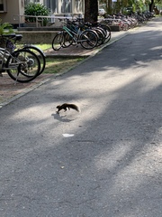 Callosciurus erythraeus thaiwanensis