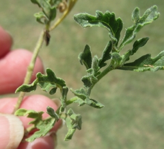 Chamaesaracha coniodes