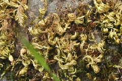 Homalothecium aureum