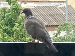 Columba palumbus