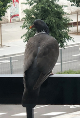 Columba palumbus
