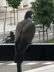 Columba palumbus