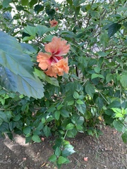 Hibiscus