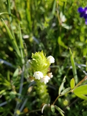 Castilleja rubicundula