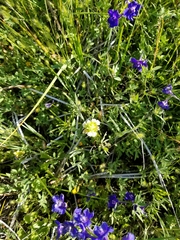 Castilleja rubicundula