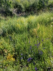 Castilleja rubicundula