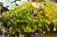 Bryum canariense