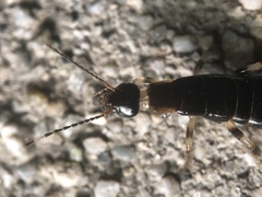 Euborellia annulipes