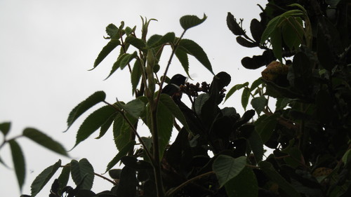 Merida Sunangel (Heliangelus spencei), photo 1