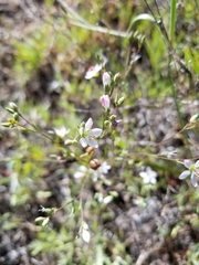 Hesperolinon congestum