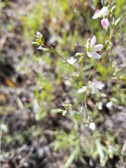 Hesperolinon congestum