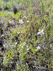 Hesperolinon congestum