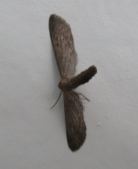 Glaucina interruptaria