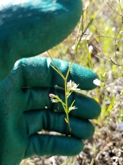 Hesperolinon congestum