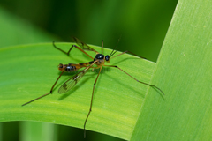 Ptychoptera quadrifasciata