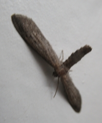 Glaucina interruptaria