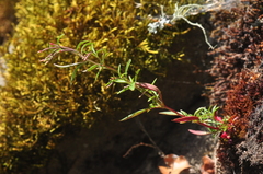 Epilobium foliosum