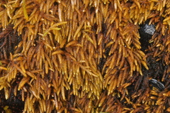 Scleropodium obtusifolium