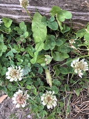 Trifolium repens