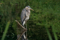 Ardea herodias fannini