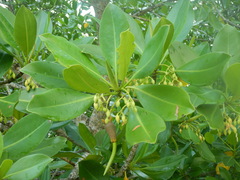 Rhizophora mucronata