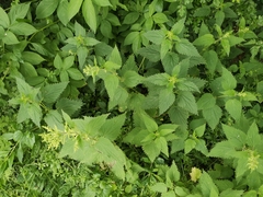 Urtica dioica dioica